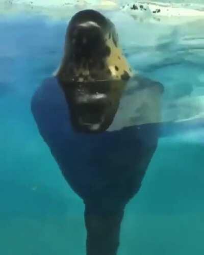 Round Dance 🦭😗