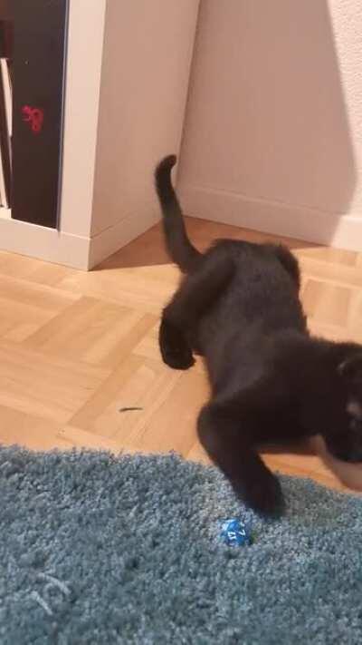 Me trying to roll a natural 20😂