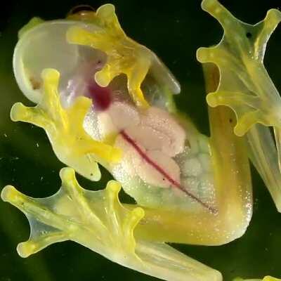 🔥 Glass Frogs are transparent, leaving their liver, intestines and beating heart visible through their skin.