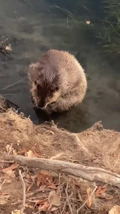 Чистота - залог здоровья!