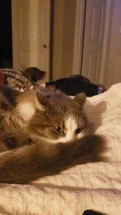 Я сплю, меня это не касается.