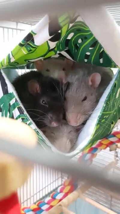Happy New Year! Hope 2021 is filled with ratty snuggles for you all ❤