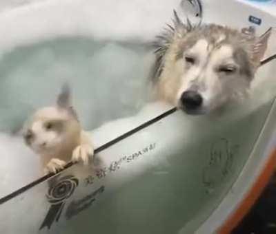 SiCk FuCk bOiLs InNoCeNt CaT aNd DoG aLiVe