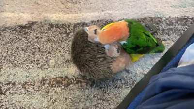 Pretty sure I just witnessed a murder