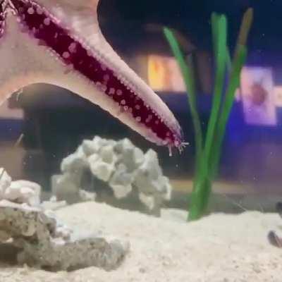 🔥 This is how a Starfish 'walks'.