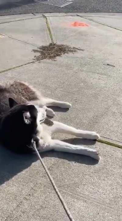 Huskies are always drama queens