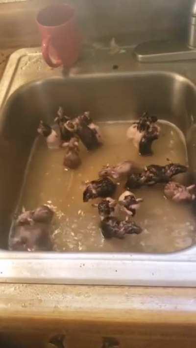 Rat soup put stats on the comments