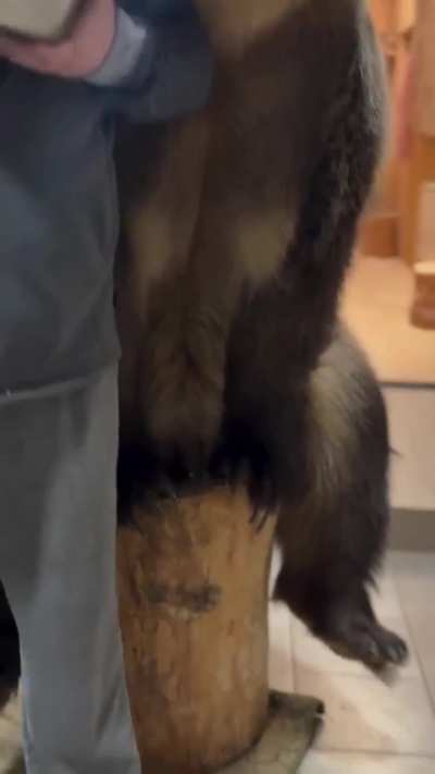 Hand feeding the bear