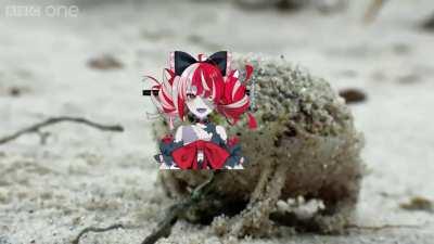 Just a wild Ollie on the BBC