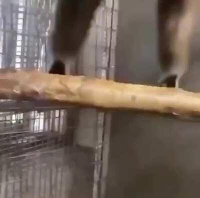 Cannon Backstory of Yumi