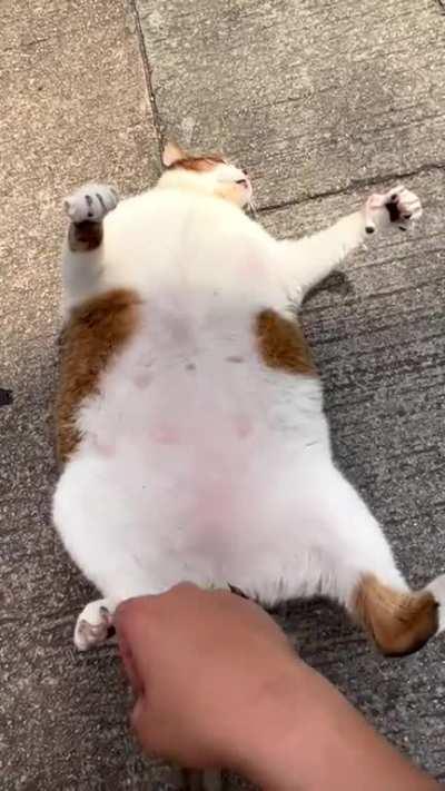 Poor fat kitty :( 😄