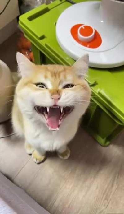 Update the software, your cat is broken