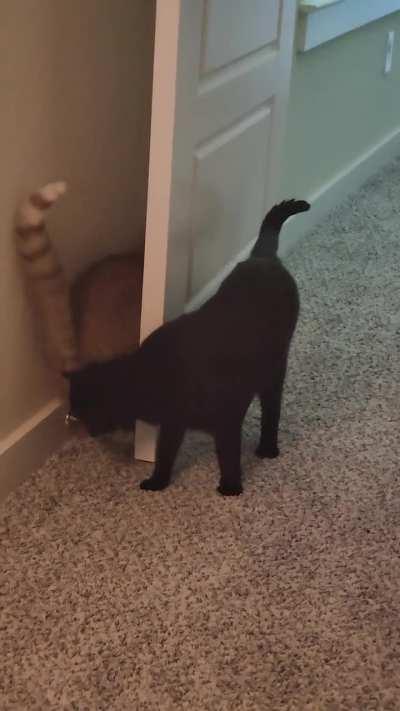 My orange cat likes to play fetch, but she's orange, so she sometimes goes on... detours