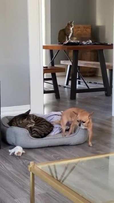 Not pleased but fine you can share the bed