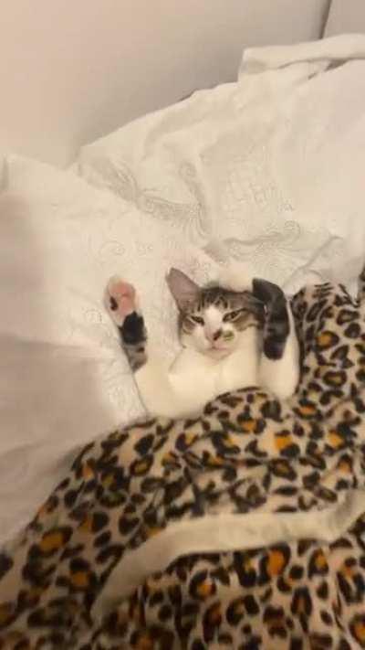 Caught this little squeaky toy having a nap!