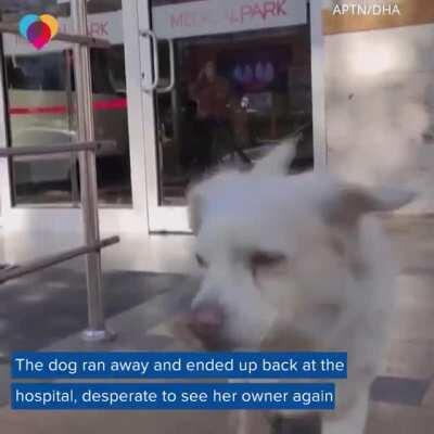 This melted my heart.. we don't deserve dogs