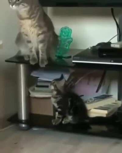 Cat detonates from kittens' surprise gentle attack
