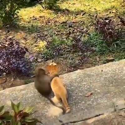 Ape and DFV going to collect our tendies