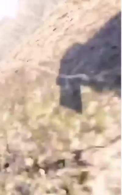 Swiper no swiping (fox steals phone)