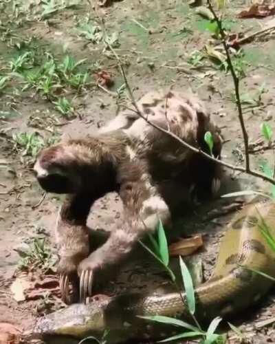 Sloth fearlessly crawls past anaconda