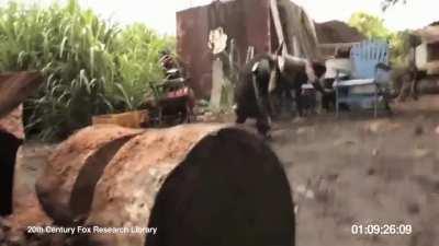 Perez Simp [shitposting ape hours 🤡]