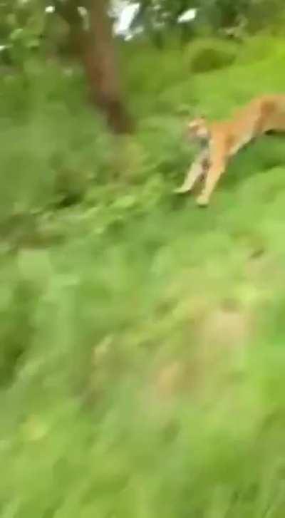 Tiger chases a biker