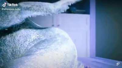 is it illegal to fuck a dead chicken?