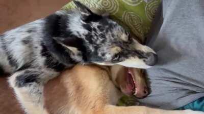 Is Cayenne a hockey player or a dog? 🦷 🦷 🦷