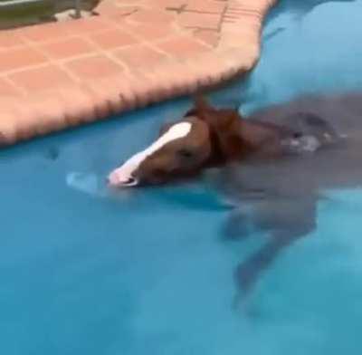 Refreshing and good massage for a horse with high heat.