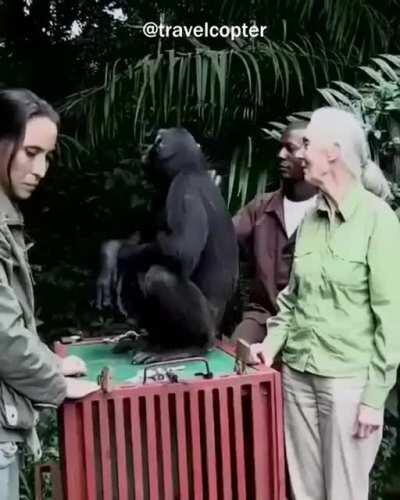 MUCA SENDO DESBANIDO