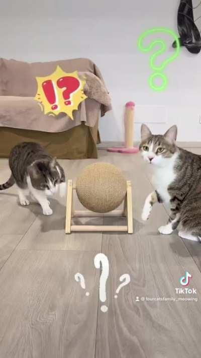 Cat, don&rsquo;t scratch the sofa!