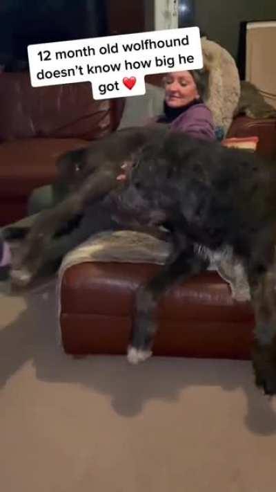 This unit trying to be a lapdog