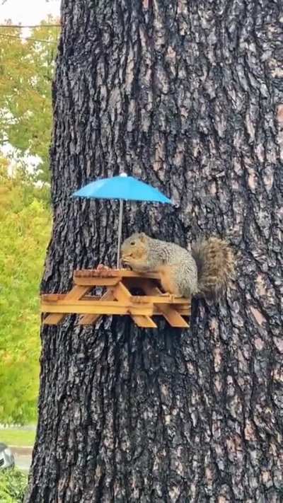 A squirrel eating at a table with a parasol on a rainy day
