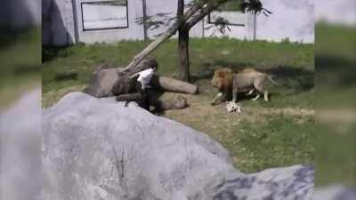WCGW if I do a bunch of amphetamines and jump into the lion's den