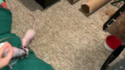 My incredible pet rat Chickpea is starting to learn basketball!