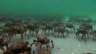 Crab march