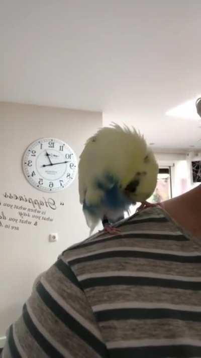 Selfcleanbirb