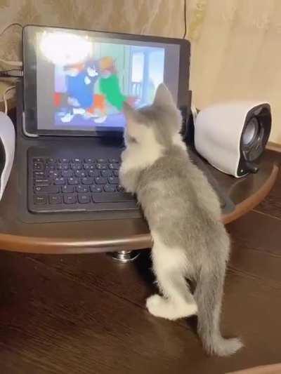 Este gato viendo un capítulo de Tom y Jerry (de los clásicos)
