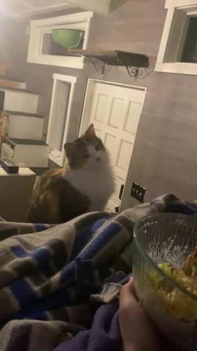 Kitten.exe is non-compatible with salad.