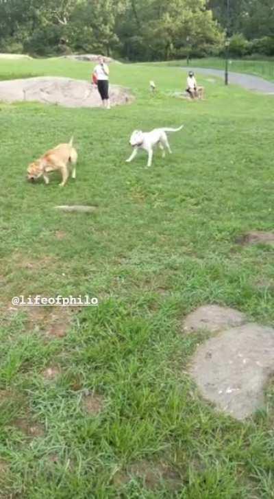 He zigged when he should have zagged