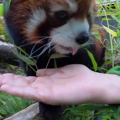 Moshu loves snacks and strolls!