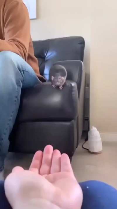 Zach(ery) Hadel jumping at Tomar with malicious intent when he didn't answer if he'd rather be brutally mutilated or have one dollar missing from his Wells Fargo