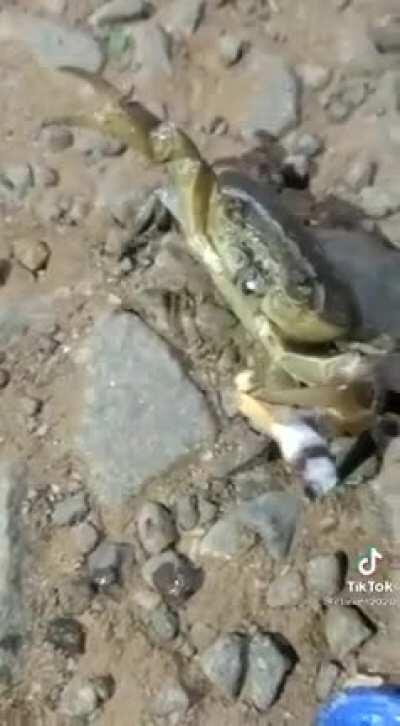 MoaiGreddit - Video #0214