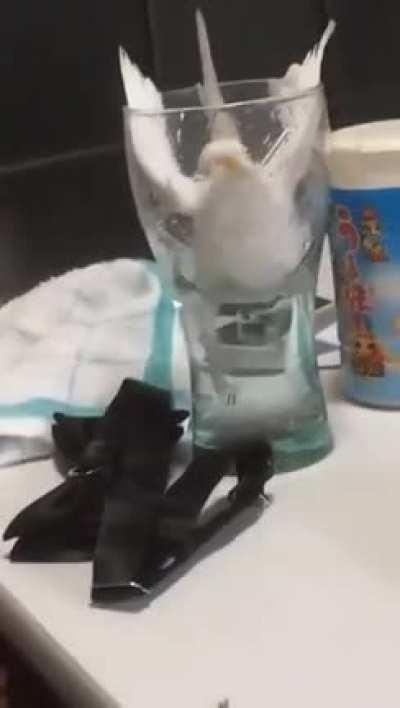 Tweety falls in a cup