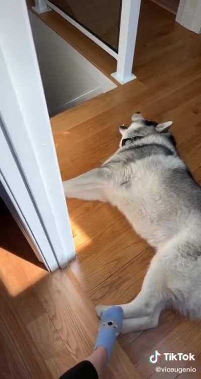 Wen piza rols al gon