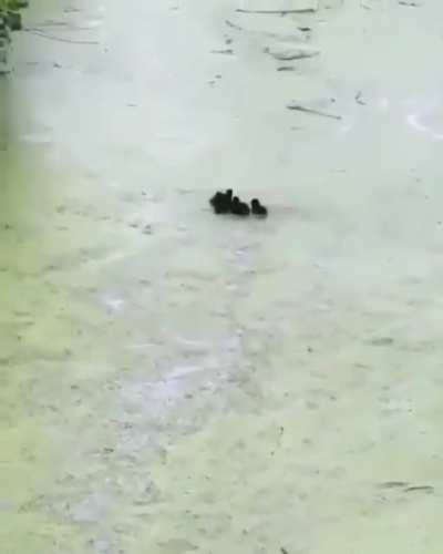 feD Up MoTheR AbaNDoNs heR NeW bORnS