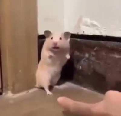 Don't scare me! Hamster Edition.