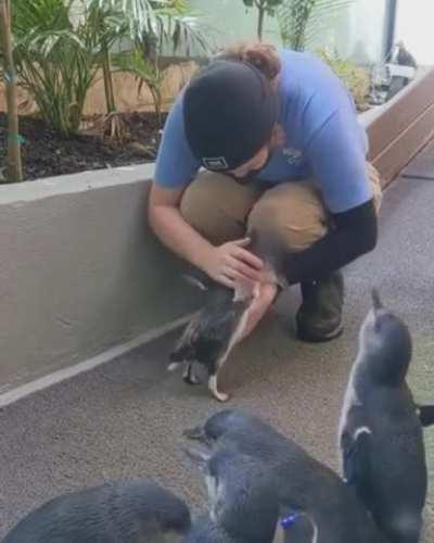A cute little penguin runs into the arms.
