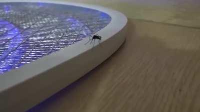 Mosquito commits suicide