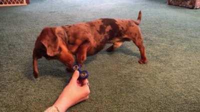 Dog tries to figure out how to use that thing